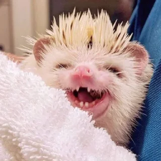🦔