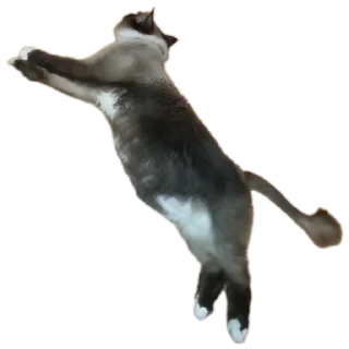 🐱