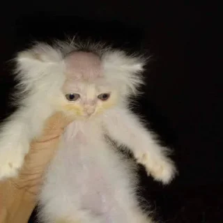 🤍