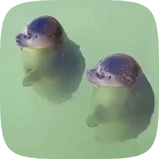 🦭