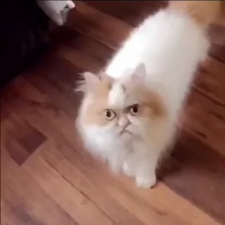 🐈