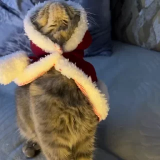 🎄