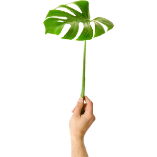 🌿