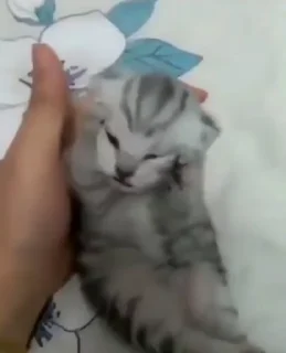 🌟