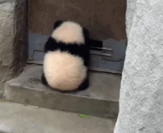 🐼