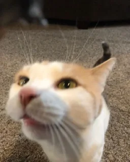 👃