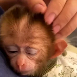 🙉