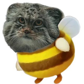 🐱