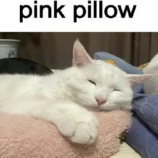 🐈