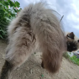 🍑