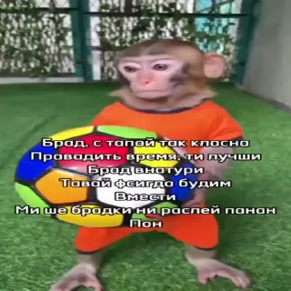 🐵