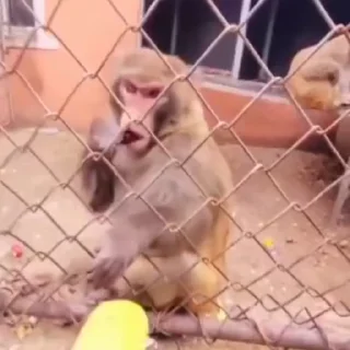 🍌