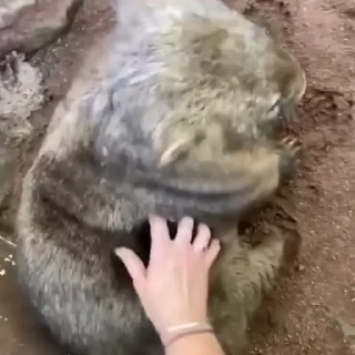 🐨