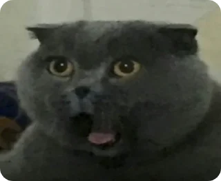 😲