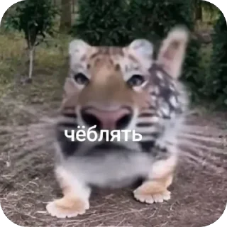 🫥