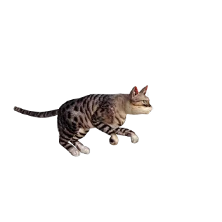 🐈