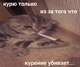 🚬