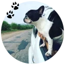🐶