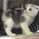 🐱