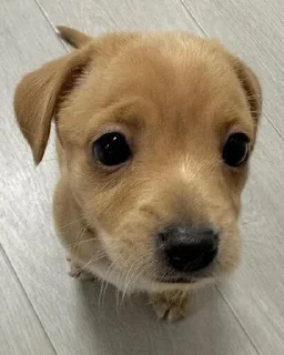 🥺