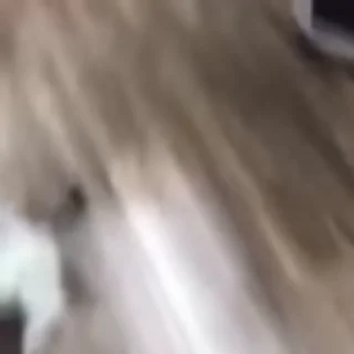 🐈‍⬛