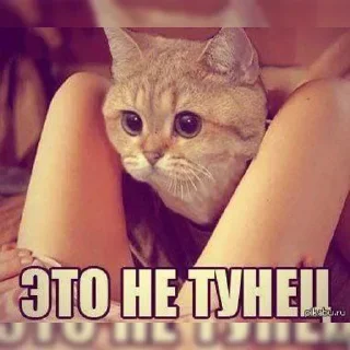 😿