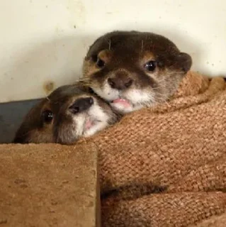 🤗
