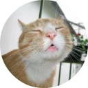 🐱
