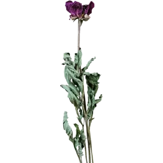 🥀