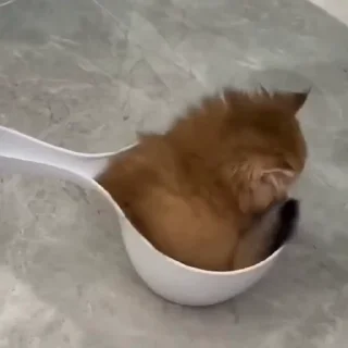 🐈