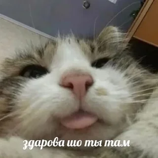 ✌️