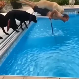🐩