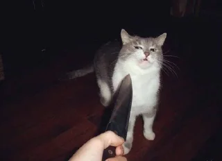 🐱