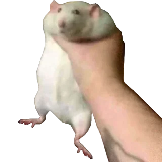 Take this rat!