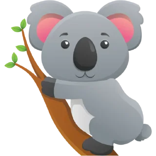 🐨