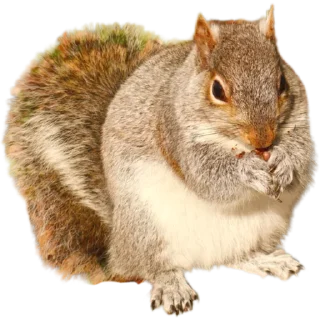 🐿️