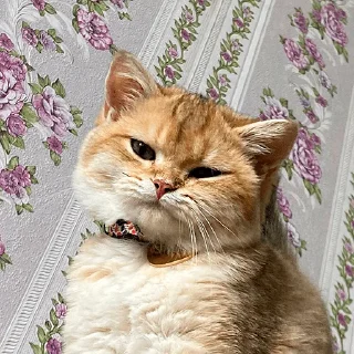 🤩