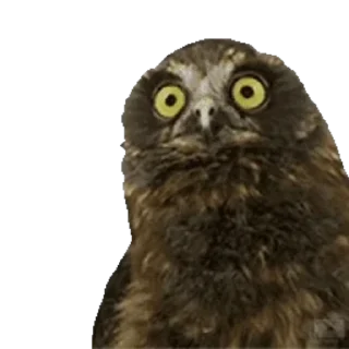 🦉