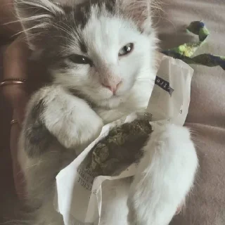 бонго кэтсс🥦🐈🥺 :: @fStikBot