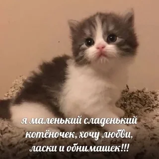 🌟