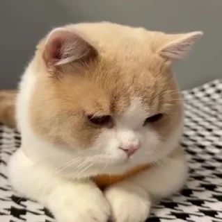 🐱