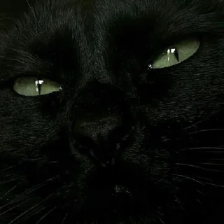 😺