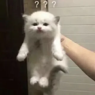 🐾