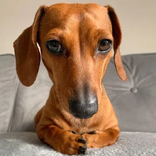 🐩