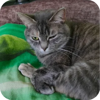 🐱