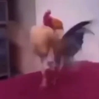 🐓