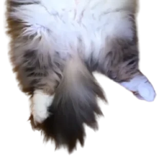 😺