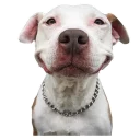 Псы @eeZee_stickers