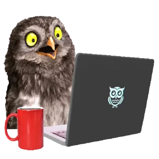 🦉