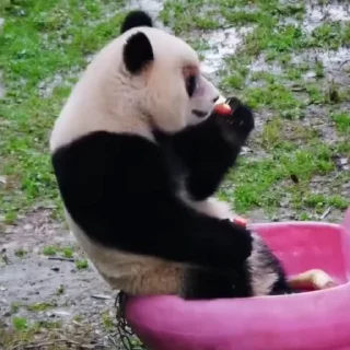 🐼